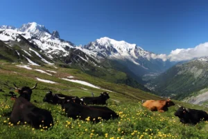 Randonnée en France près de la montagne le Mont blanc