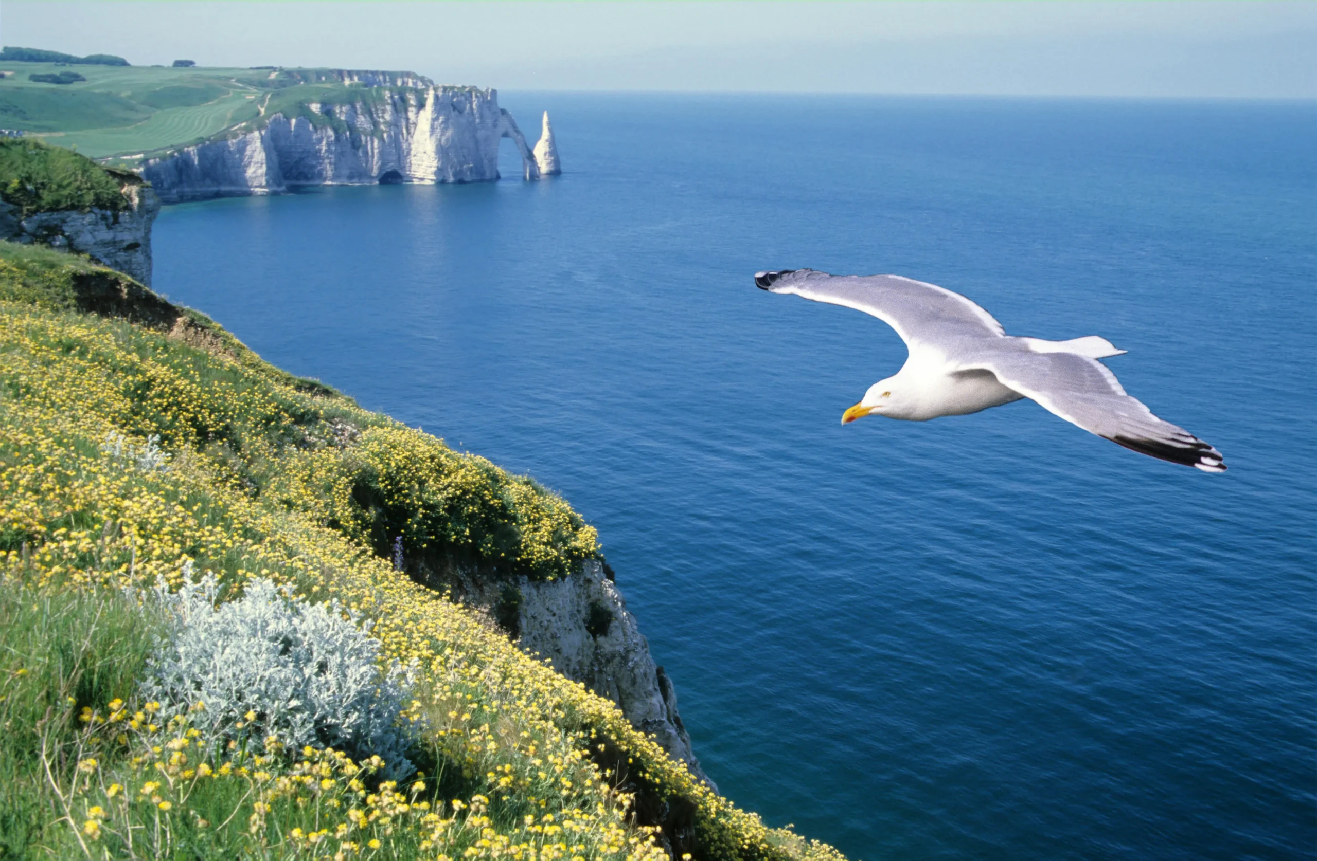 Que faire Ă  Etretat - Vue sur les falaises en Normandie