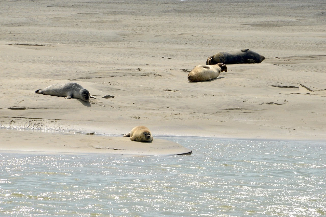 Phoques à Berck-sur-Mer