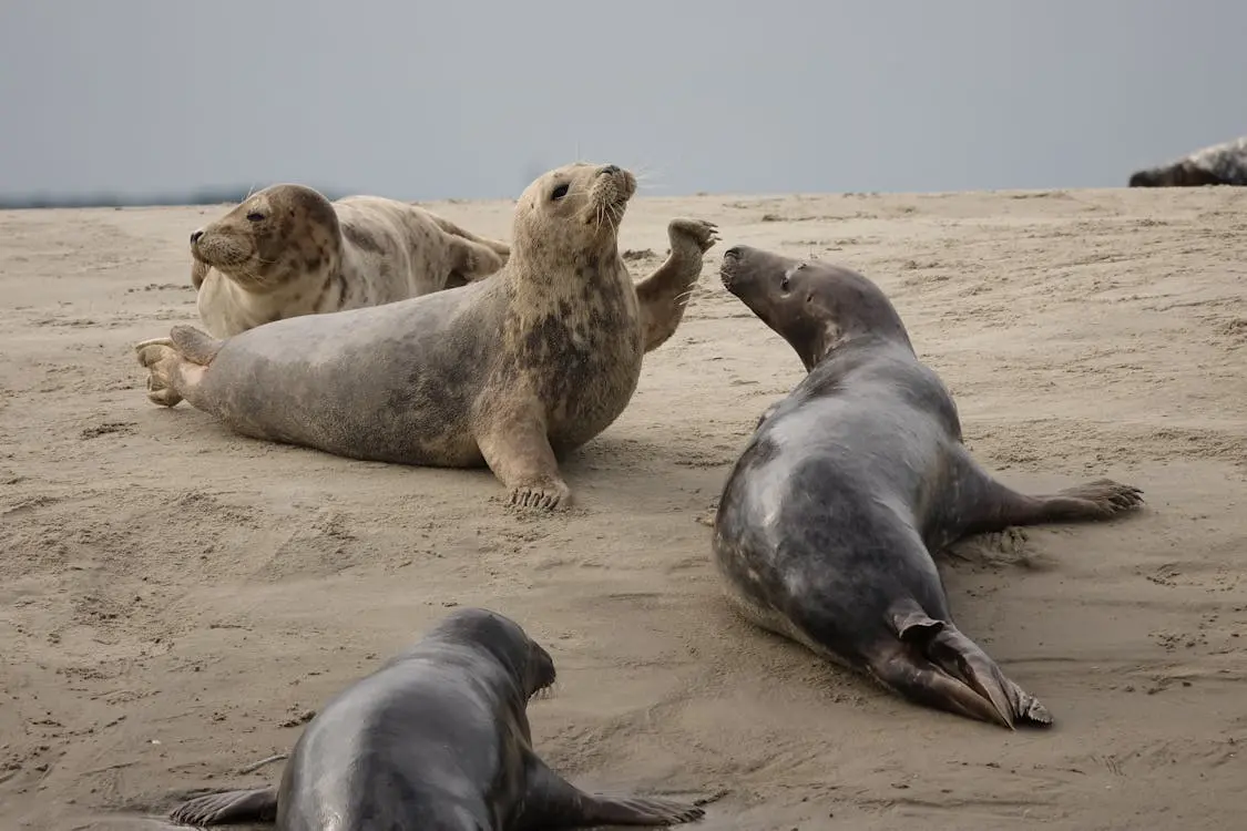 Phoques sur la plage de Berck