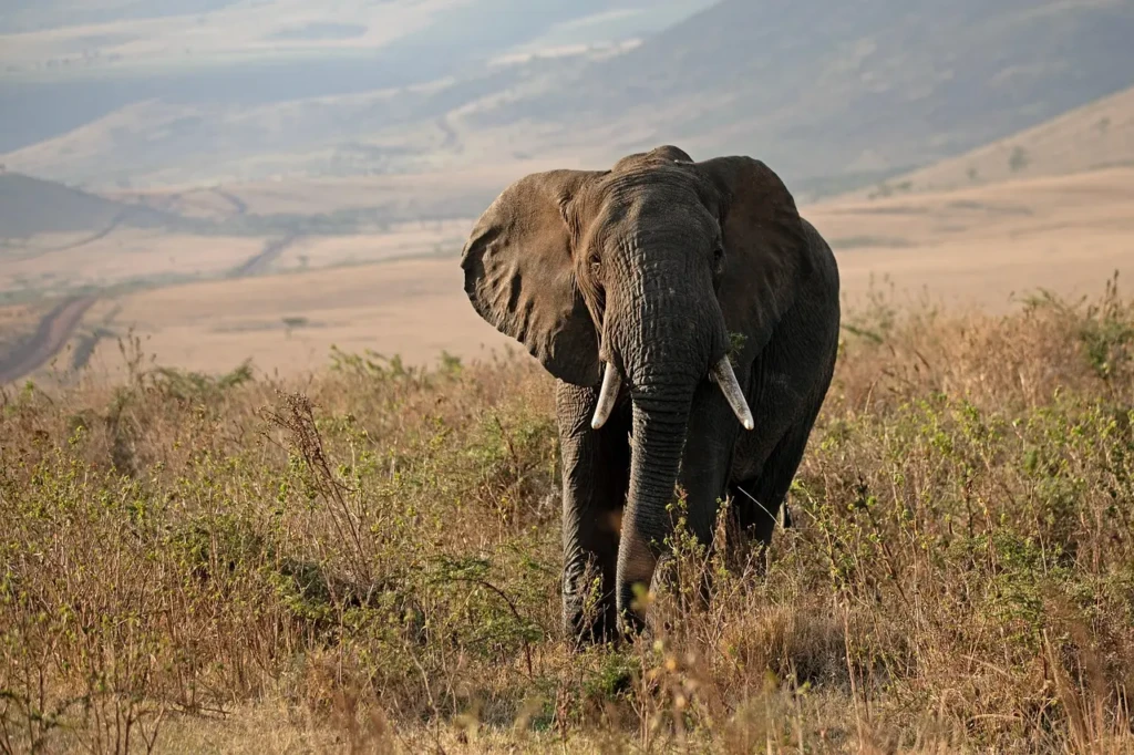 éléphant tanzanie