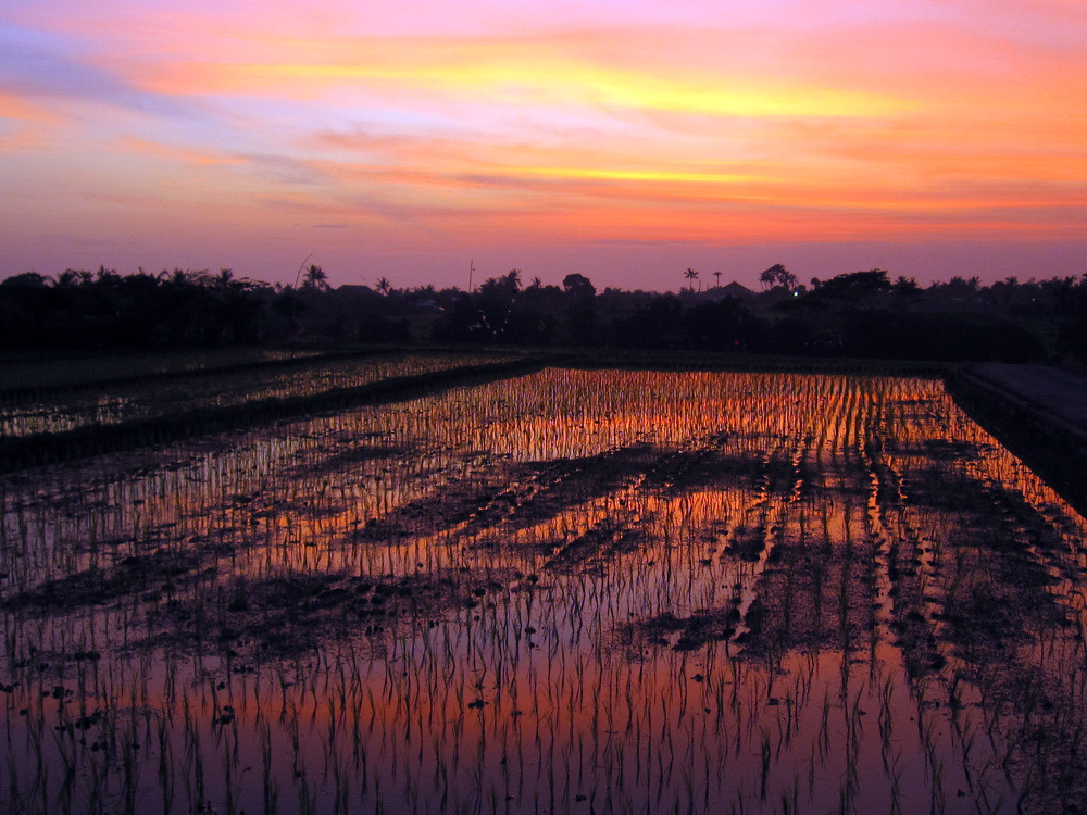 Canggu à Bali