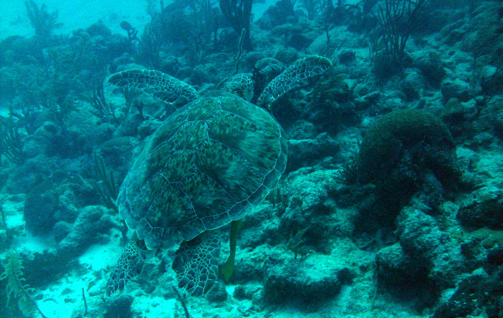 Tortue à Akumal au Mexique