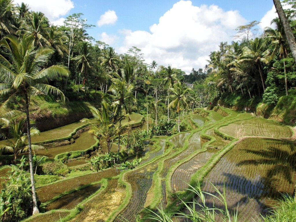 Ubud à Bali